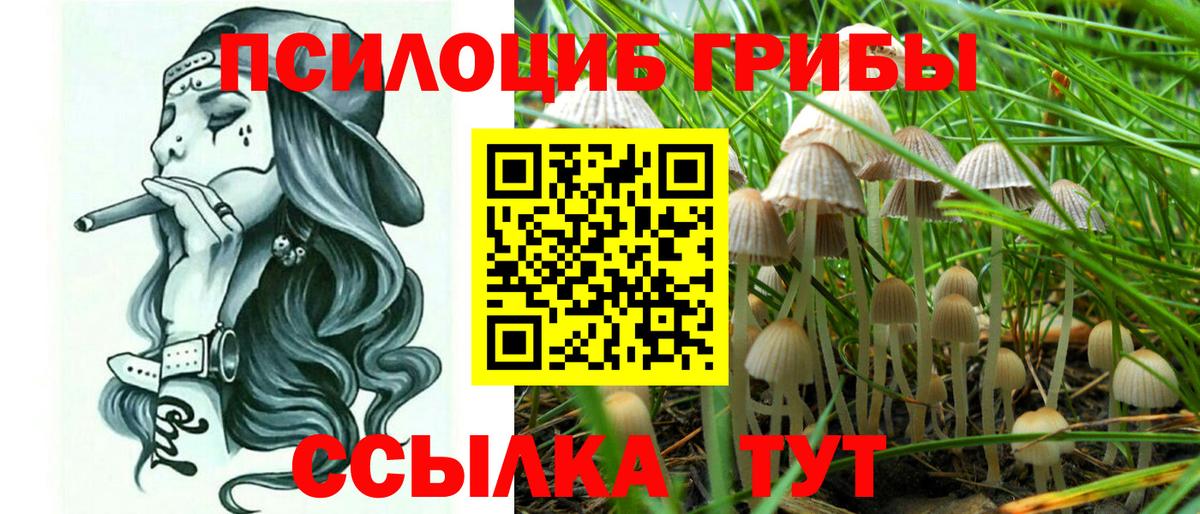 Галлюциногенные грибы Psilocybine cubensis Шелехов